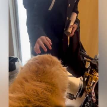 朝、家族全員の見送りをする大型犬→1人ずつテンションが下がって…今すぐ帰りたくなる『切ない光景』が175万再生「表情が愛おしい」と感動