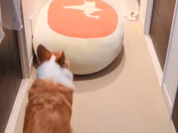玄関にクッションを置いた飼い主　愛犬がやって来て…「華麗すぎる！」