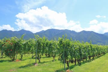 マリオット･インターナショナルが山梨県甲州市に進出！ シャトー勝沼の敷地内に新ホテルを建設、2028年春の開業を目指す