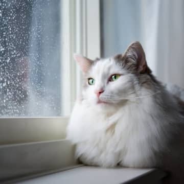 猫も『低気圧』だと体調に変化が？考えられる影響と対処法　疾病によっては症状が重くなることも