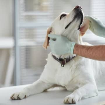 犬の胆嚢疾患｜「胆泥症」と「胆嚢粘液嚢腫」の病気の違いや原因、治療法まで【獣医が解説】