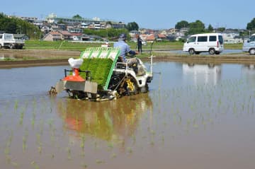 神奈川の米どころ平塚で田植え最盛期　「苗は順調」も新米価格は見通せず