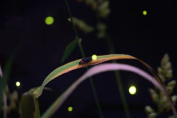 ホタル50匹が優しく光る特別展示「ホタルの杜」 ホタルナイト水族館も開催