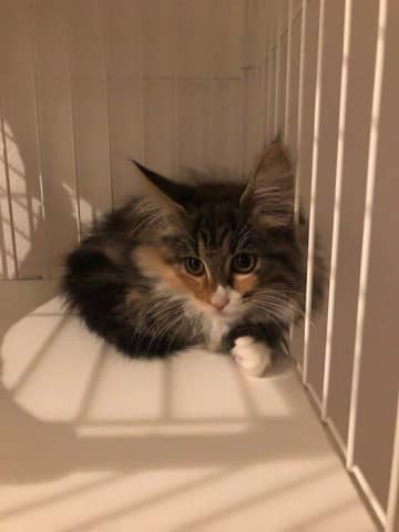 お迎え初日、ケージの隅で小さく丸まっていた子猫→4年後、体が大きくなっても「圧倒的毛玉感」はそのままなビフォーアフターにほっこり！