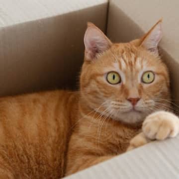 甘えん坊No.1！『茶トラ猫』の魅力3選　性格や飼うときのポイントなどをご紹介！デカくなるって本当？
