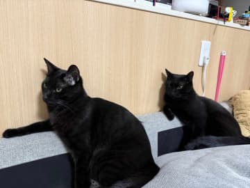 肘を掛けた“おっさんスタイル”で「オヤツ待ち」をする2匹の猫　息ぴったりなシンクロ姿に爆笑！