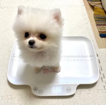 小さな体とあどけない表情が愛くるしいポメラニアンの子犬→半年後、立派な“モフモフ”に成長した姿にほっこり！