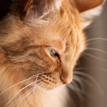 猫がなんだか『悲しそうに鳴いている』ときの3つの心理　本当に悲しい気持ちになっている？