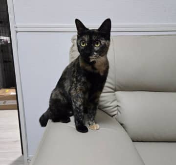 お迎え当時はスリムな印象だった1才の保護猫→4カ月後には「ふっくらモフモフ」に！　シルエットの変化にほっこり