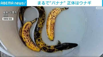まるで“バナナ” 正体はウナギ