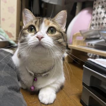 猫がケージの中で熱中症になった！　対処方法や予防方法は？｜専門家解説