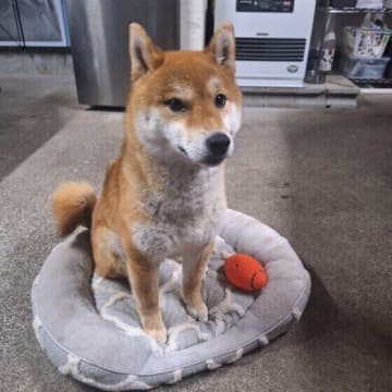 犬の留守番はストレスになる？ならない？シチュエーション別Q&A