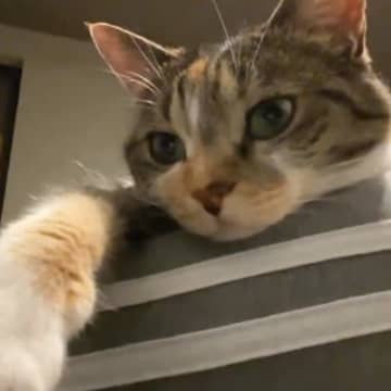 インカメラで撮影していたら、猫が手を伸ばし始めて…配信者みたいな行動をとる『まさかの瞬間』が167万表示「はい、終わるニャ」「可愛すぎ」