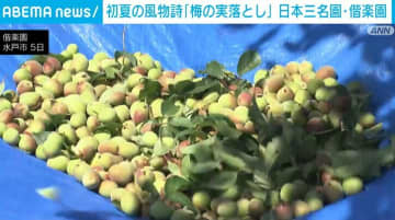 日本三名園の1つ偕楽園で初夏の風物詩「梅の実落とし」行われる 茨城・水戸市