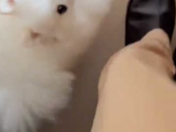 毎朝が天国　無理やり並走してくる犬に「無料で見ていいのか」「かわいすぎるだろ」