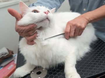 愛猫もこれでさっぱり♪　蒸しタオルでフェイスケアをしてみよう！　プロが解説！