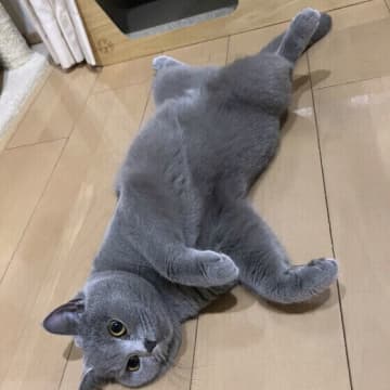 ゴロンとおなかを出したらなでてほしい？　誤解しがちな猫のしぐさの本音とは