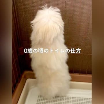 『誰が教えたのｗｗ』犬のトイレの様子を赤ちゃんの時から記録→1歳になったら…まさかの光景に爆笑「フラダンス？」「うちも同じｗ」の声
