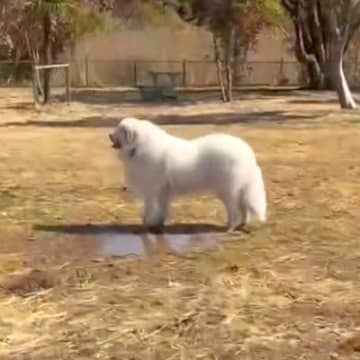 164頭の大型犬が集まる『デカわんこオフ会』に参加→愛犬が楽しんでくれると思ったら…予想外すぎる『まさかの行動』に「個性的で可愛い」の声