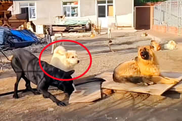 河北省の飼い犬が海外で大人気、「下司犬だ」の声を飼い主否定―中国メディア