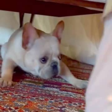 お出かけをしようとしたら、犬が嫌がってしまい…テーブルで繰り広げられた『可愛すぎる攻防戦』が47万再生「表情ｗｗ」「愛おしい」と絶賛の声