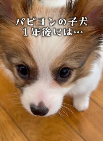 お迎え当初は「ちっちゃな毛玉怪獣」だった生後2カ月のパピヨン子犬→約1年で立派に成長し「心の通じる存在」に！