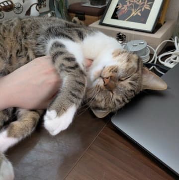 「デスクに転がればモフってもらえる」と思っている甘えん坊な猫　「右手にマウス、左手にキャット」な作業環境が最高！