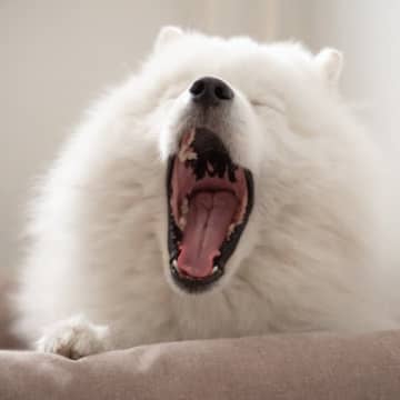犬が睡眠不足になっているときに見せるサイン4選　寝不足による危険な症状まで解説