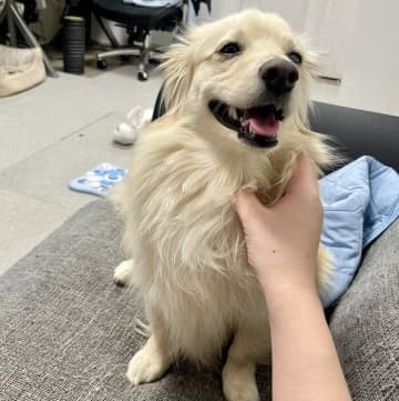 「いいね！」からの「スヤ～」　ナデナデを要求する犬の気持ちよくてウトウトする姿がかわいい
