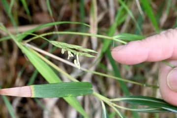 「100年に一度しか咲かない」竹が江の島で一斉開花　6月下旬ごろまで見られそう
