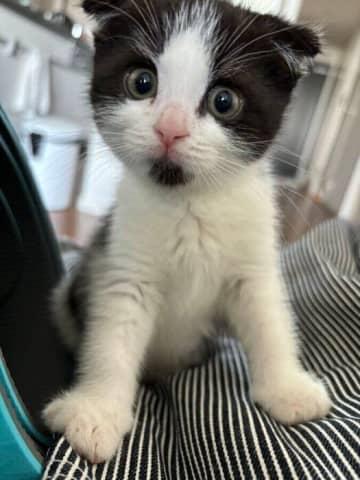 考えに考えて「ずっと飼いたかった」子猫をお迎え→「“ツンデレ”なところさえかわいい」すっかり夢中に