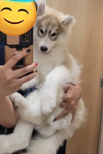 小型犬のように小さかった生後3カ月頃のハスキー子犬→生後8カ月になり「抱っこするのが大変」なほどビッグなモフモフ犬に成長！