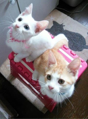 駐車場に捨てられていた2匹の兄妹子猫→約8年後、2匹ともに“ムチムチボディ”に成長した姿にほっこり