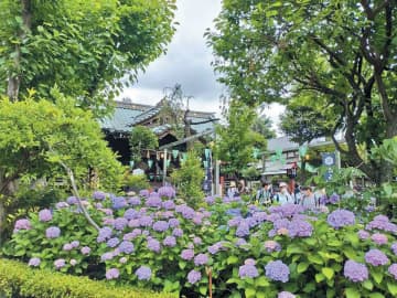 約3000株のアジサイが咲き誇る白山神社と白山公園で「第41回文京あじさいまつり」が6月7～15日に開催！