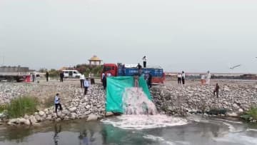 ボステン湖に稚魚11万匹を放流　中国新疆ウイグル自治区