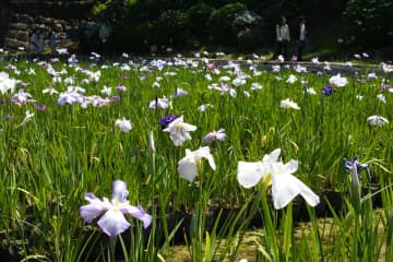 小田原城址公園でハナショウブ見頃　「あじさい花菖蒲まつり」やライトアップも開催中