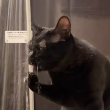 猫がシャワーのお湯を飲みだしたかと思ったら…修行増みたいなことをし出した『まさかの光景』が2万いいね「大胆すぎるｗｗｗ」「洗顔？ｗ」