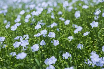 6月7日の花とは？【366日の誕生花と幸せの花言葉】