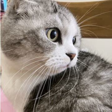 猫が脱走したらどうすればいい？　やるべきことや対策方法を専門家が解説！