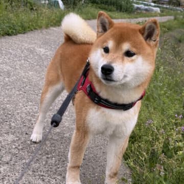 犬がマーキングする理由　人とは違う犬らしい行動のワケ