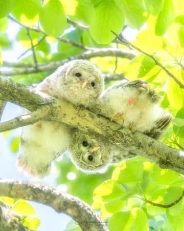 「はじめまして ちきゅう」 北海道で撮影された“フクロウのヒナ”にいやされる人が続出。ふわっふわでモフモフ