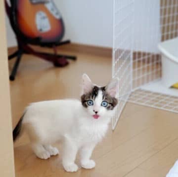 初めてなのにトイレが上手な子猫が多い!?　子猫の不思議な5つの習性とは |専門家解説