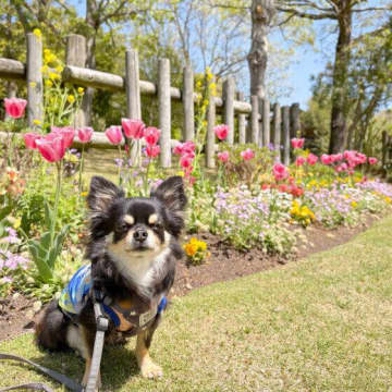 かまわなさすぎも、かまいすぎもNG？　犬のストレスになる状況とは