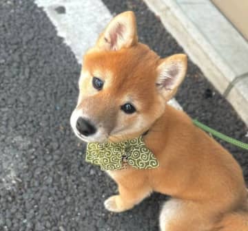 散歩デビューして間もないころに、飼い主の足の上に“ちょこん”と腰かけていた柴の子犬　行動からわかる心理とは？