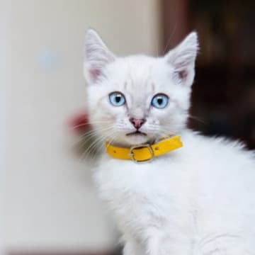 猫につけてはいけない『危なすぎる首輪』の特徴4選　つけるなら“安全第一”で選んで