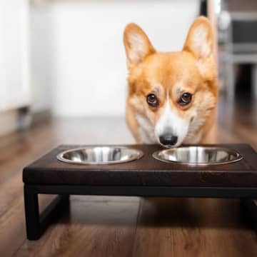 犬に『にんじん』を与えるときのNG行為4選　メリットや正しい食べさせ方までご紹介