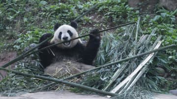 パンダのシンシン、愛らしい姿を披露　中国四川省