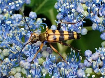 梅雨時にアジサイに「虎柄のカミキリムシ」が集まる “グルメ”な理由とは？