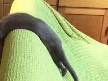 「わー！とっても長いウナギ！」「フェレットかと思った」　目を疑う人が続出した『１枚』が？