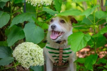 有毒な紫陽花（アジサイ）、犬や猫が食べてしまったら？　症状・対処法・予防策を獣医師に聞きました
